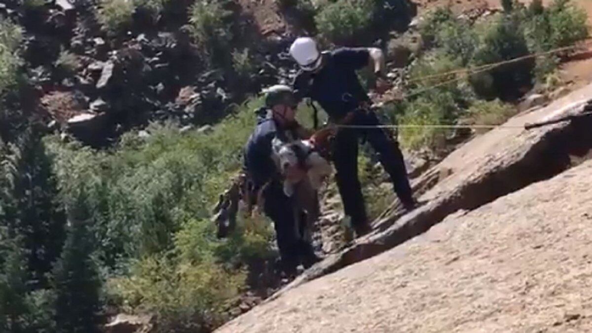 Firefighters rescued a dog in Colorado Springs.  Photo courtesy Colorado Springs Fire...