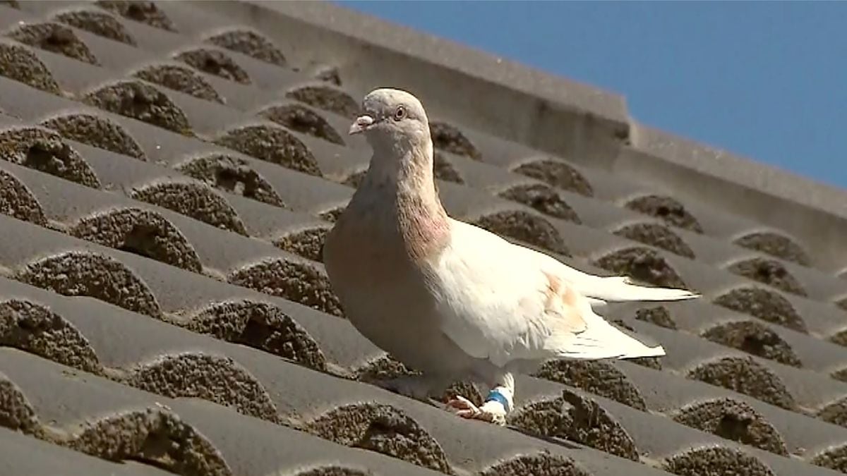 In this image made from video, a racing pigeon sits on a rooftop Wednesday, Jan. 13, 2021, in...