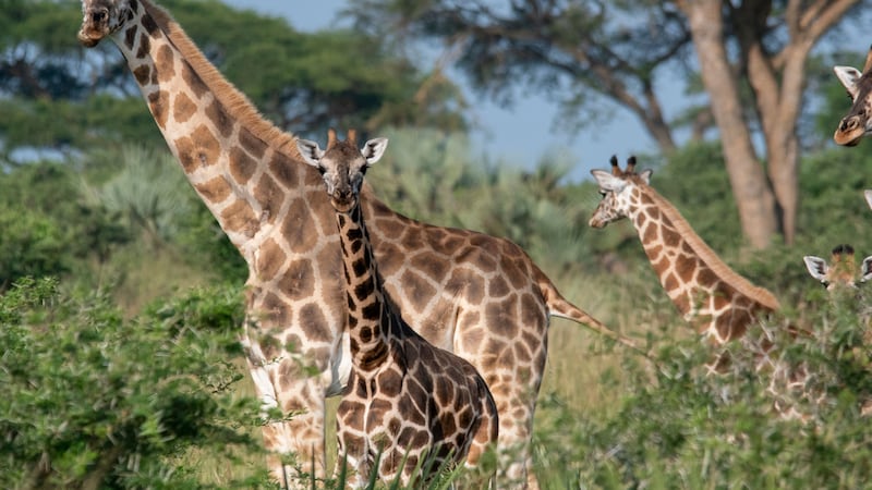 Cheyenne Mountain Zoo raises $5 million through Quarters for