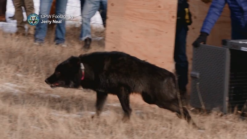 Still frame from a video taken by CPW of wolves being released in Colorado.